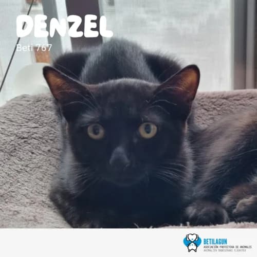 Denzel – en preadopción, Mixed Breed (Betilagun)