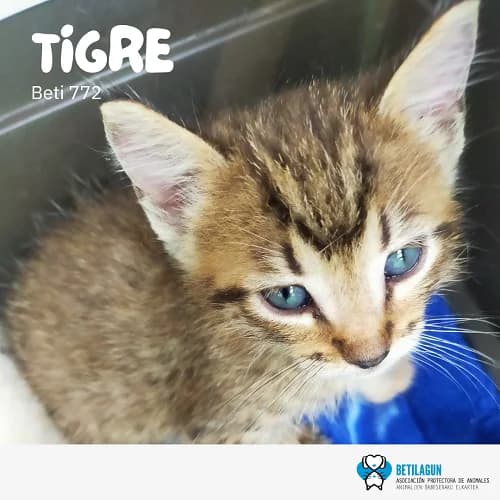 Tigre –, Mixed Breed (Betilagun)