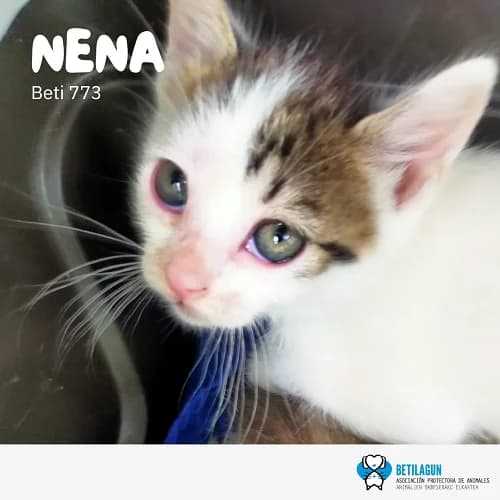Nena, Mixed Breed (Betilagun)
