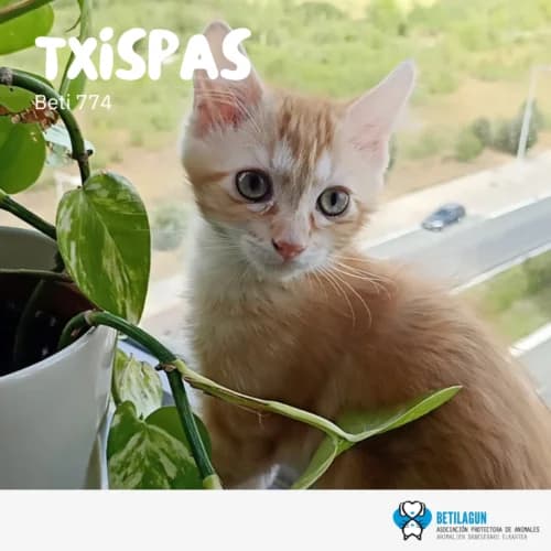 Txispas – en preadopción, Mixed Breed (Betilagun)