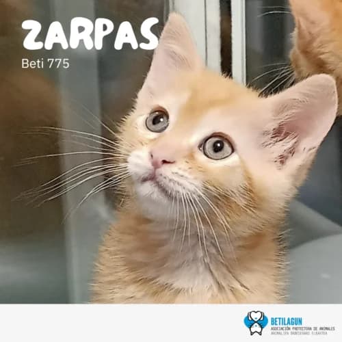 Zarpas –, Mixed Breed (Betilagun)