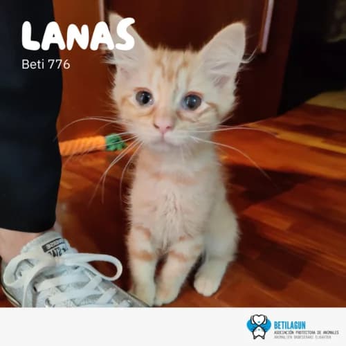 Lanas – en preadopción, Mixed Breed (Betilagun)