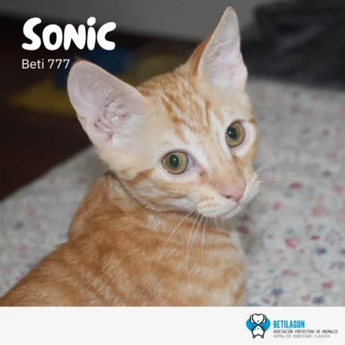 Sonic – en preadopción, Mixed Breed (Betilagun)