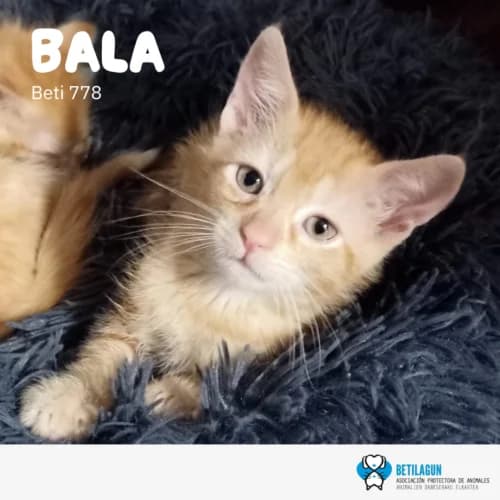 Bala – en preadopción, Mixed Breed (Betilagun)