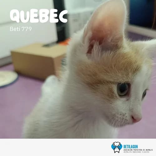 Quebec, Mixed Breed (Betilagun)