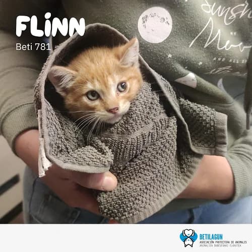 Flinn, Mixed Breed (Betilagun)