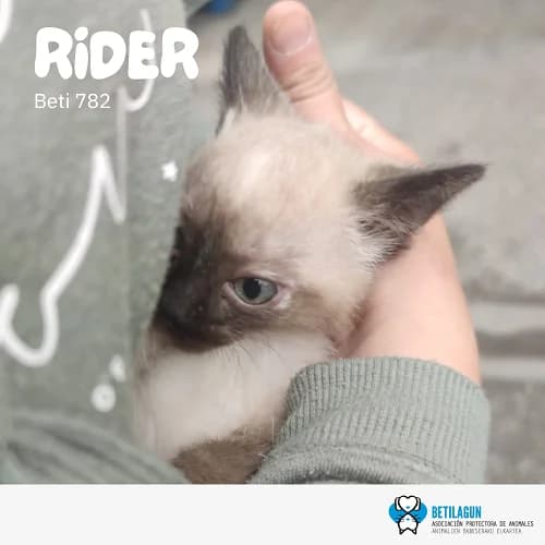 Rider, Mixed Breed (Betilagun)
