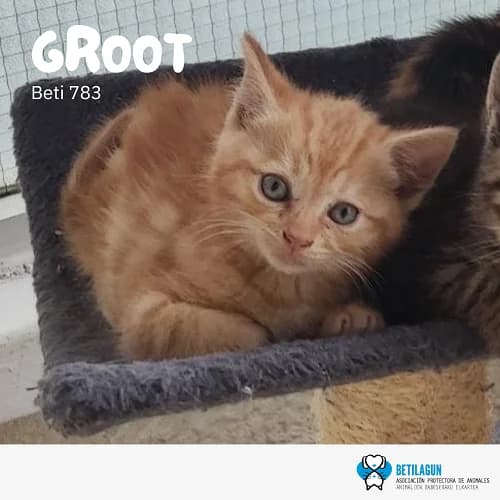 Groot, Mixed Breed (Betilagun)