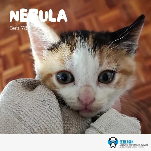 Nébula – en preadopción, Mixed Breed (Betilagun)