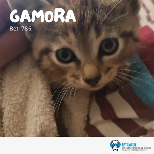 Gamora – en preadopción, Mixed Breed (Betilagun)