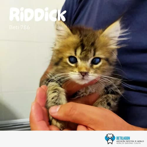 Riddick – en preadopción, Mixed Breed (Betilagun)