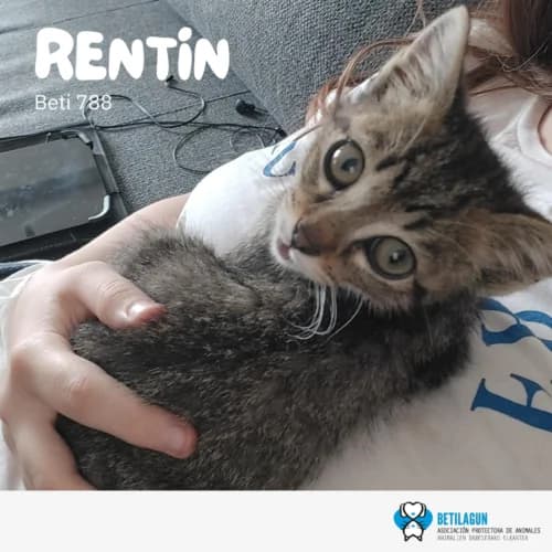 Rentin –, Mixed Breed (Betilagun)