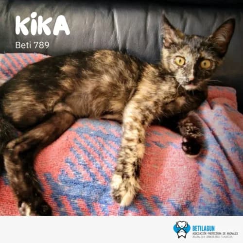 Kika, Mixed Breed (Betilagun)