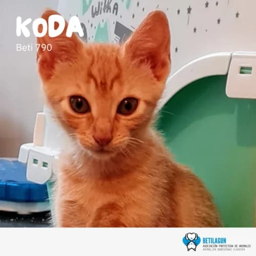 Koda, Mixed Breed (Betilagun)