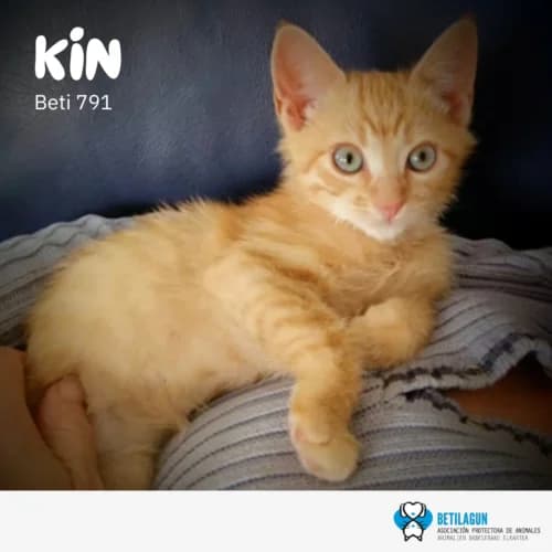 Kin, Mixed Breed (Betilagun)