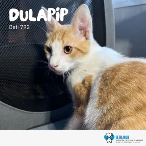 Dulapip – en preadopción, Mixed Breed (Betilagun)