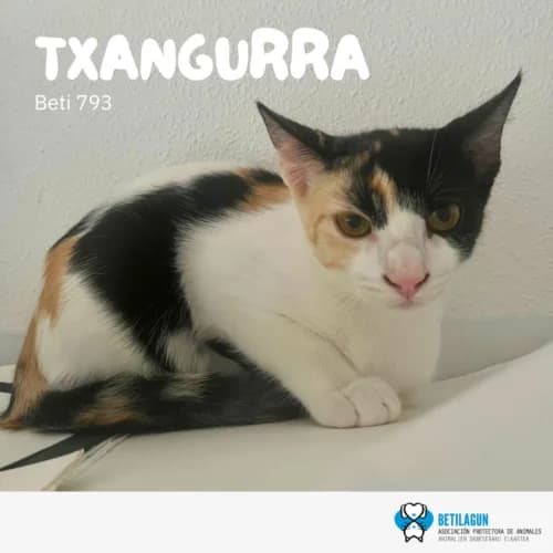 Txangurra, Mixed Breed (Betilagun)