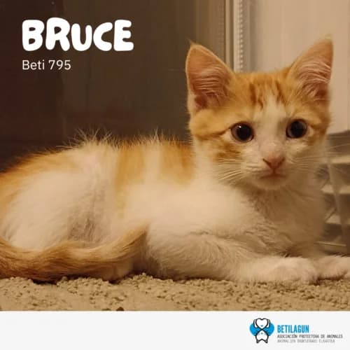 Bruce, Mixed Breed (Betilagun)