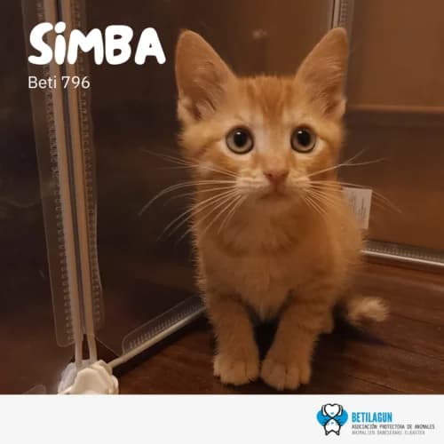 Simba, Mixed Breed (Betilagun)