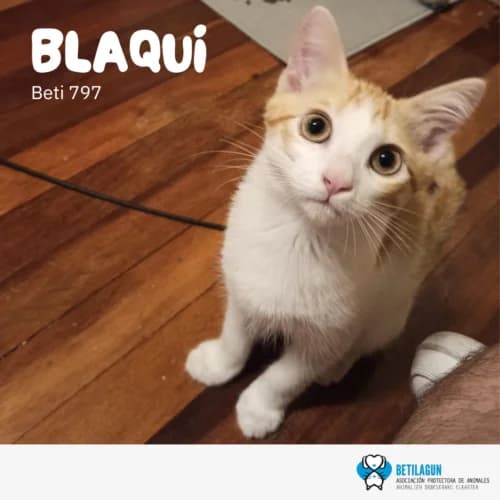 Blaqui –, Mixed Breed (Betilagun)