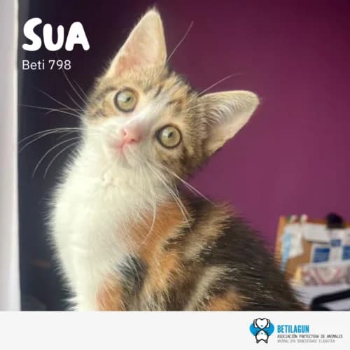 Sua – en preadopción, Mixed Breed (Betilagun)