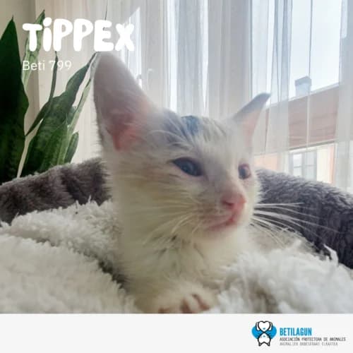 Tippex, Mixed Breed (Betilagun)