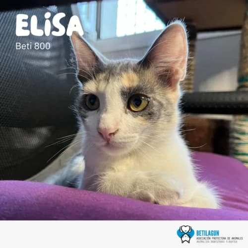 Elisa –, Mixed Breed (Betilagun)