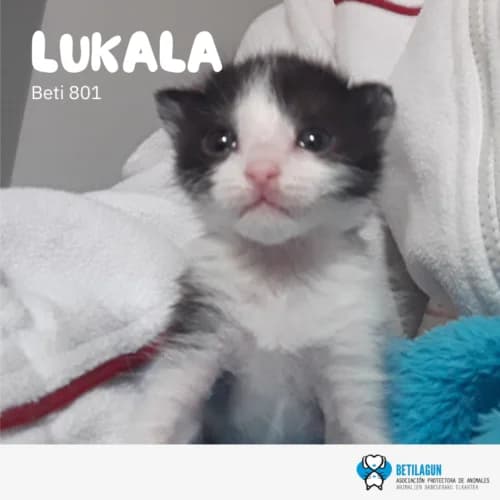 Lukala, Mixed Breed (Betilagun)