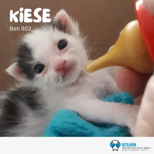 Kiese, Mixed Breed (Betilagun)