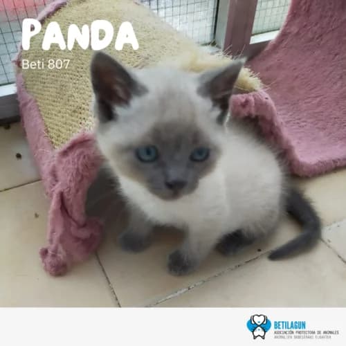 Panda – en preadopción, Mixed Breed (Betilagun)