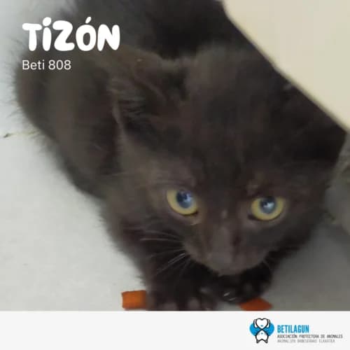 Tizón, Mixed Breed (Betilagun)
