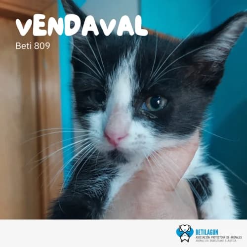Vendaval, Mixed Breed (Betilagun)