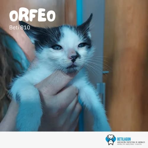 Orfeo, Mixed Breed (Betilagun)