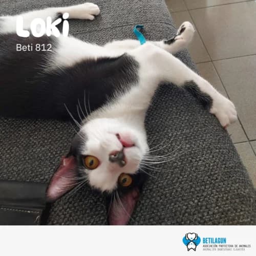 Loki, Mixed Breed (Betilagun)