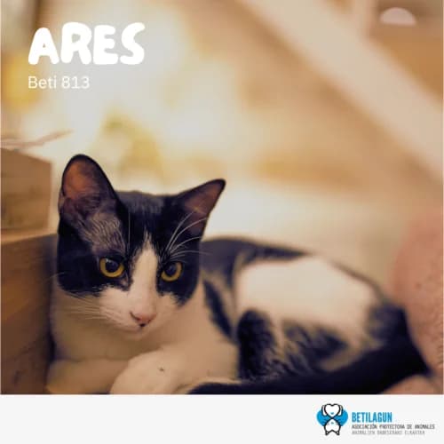Ares – en preadopción, Mixed Breed (Betilagun)