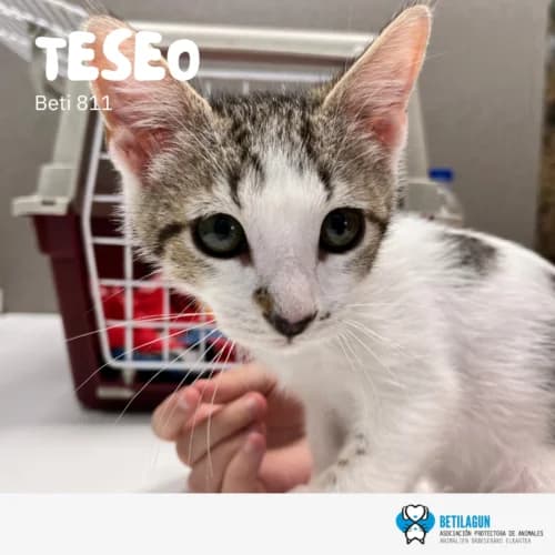 Teseo –, Mixed Breed (Betilagun)
