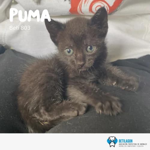 Puma, Mixed Breed (Betilagun)