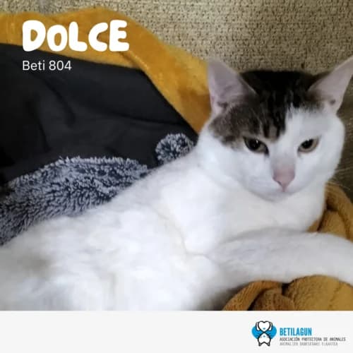 Dolce, Mixed Breed (Betilagun)