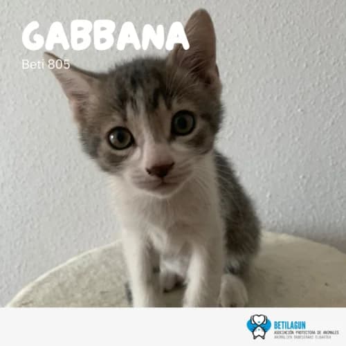 Gabbana, Mixed Breed (Betilagun)