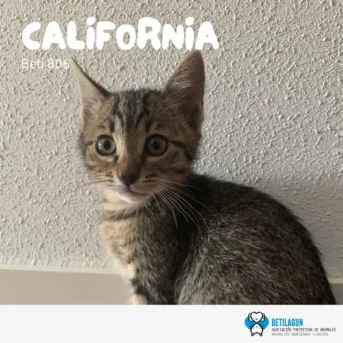 California –, Mixed Breed (Betilagun)
