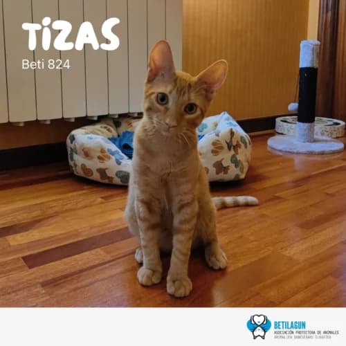 Tizas –, Mixed Breed (Betilagun)
