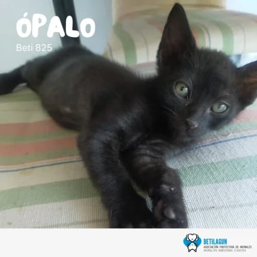 Ópalo, Mixed Breed (Betilagun)