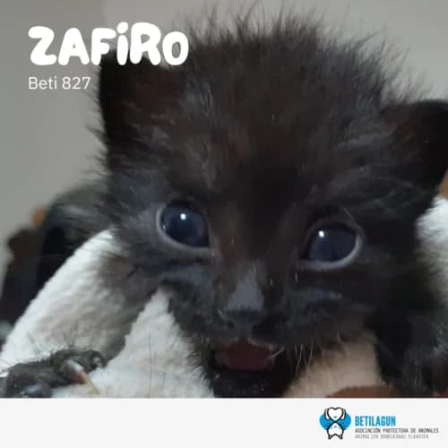 Zafiro, Mixed Breed (Betilagun)