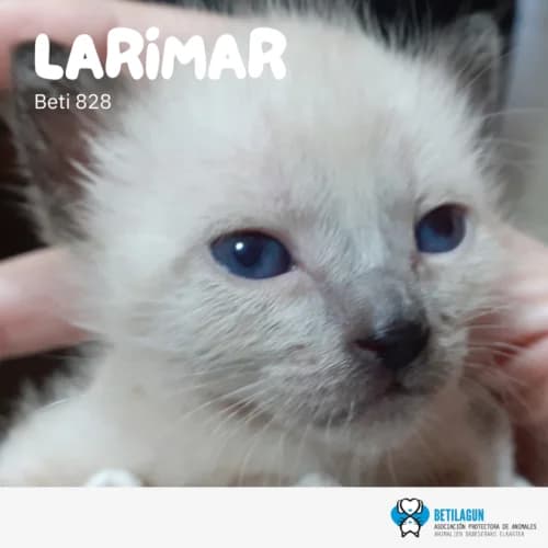 Larimar – preadopción, Mixed Breed (Betilagun)