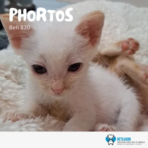 Phortos, Mixed Breed (Betilagun)