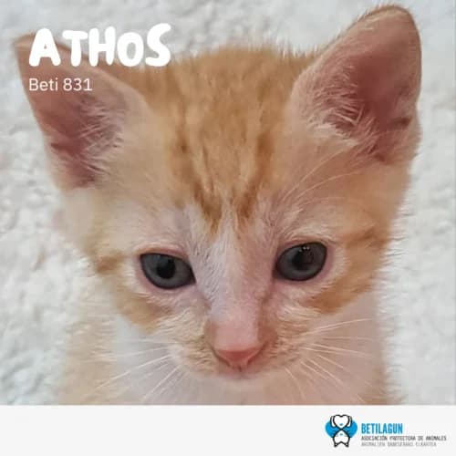 Athos, Mixed Breed (Betilagun)