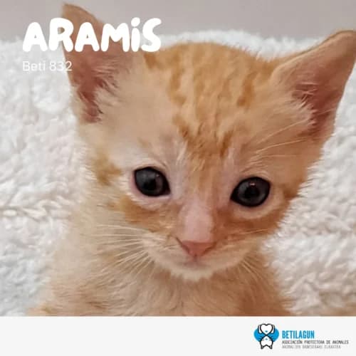 Aramis, Mixed Breed (Betilagun)