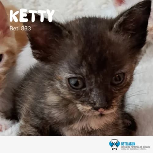 Ketty –, Mixed Breed (Betilagun)