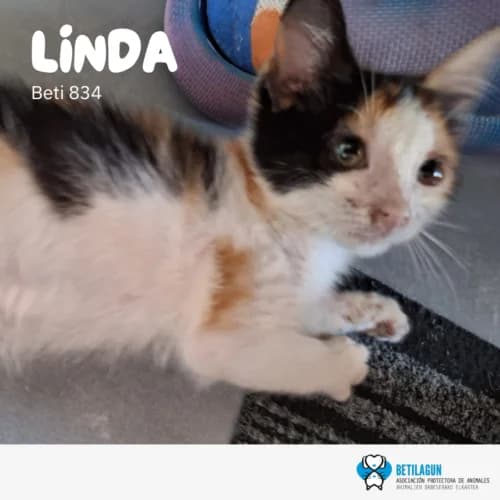 Linda, Mixed Breed (Betilagun)