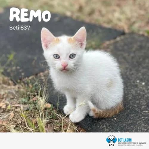Remo, Mixed Breed (Betilagun)